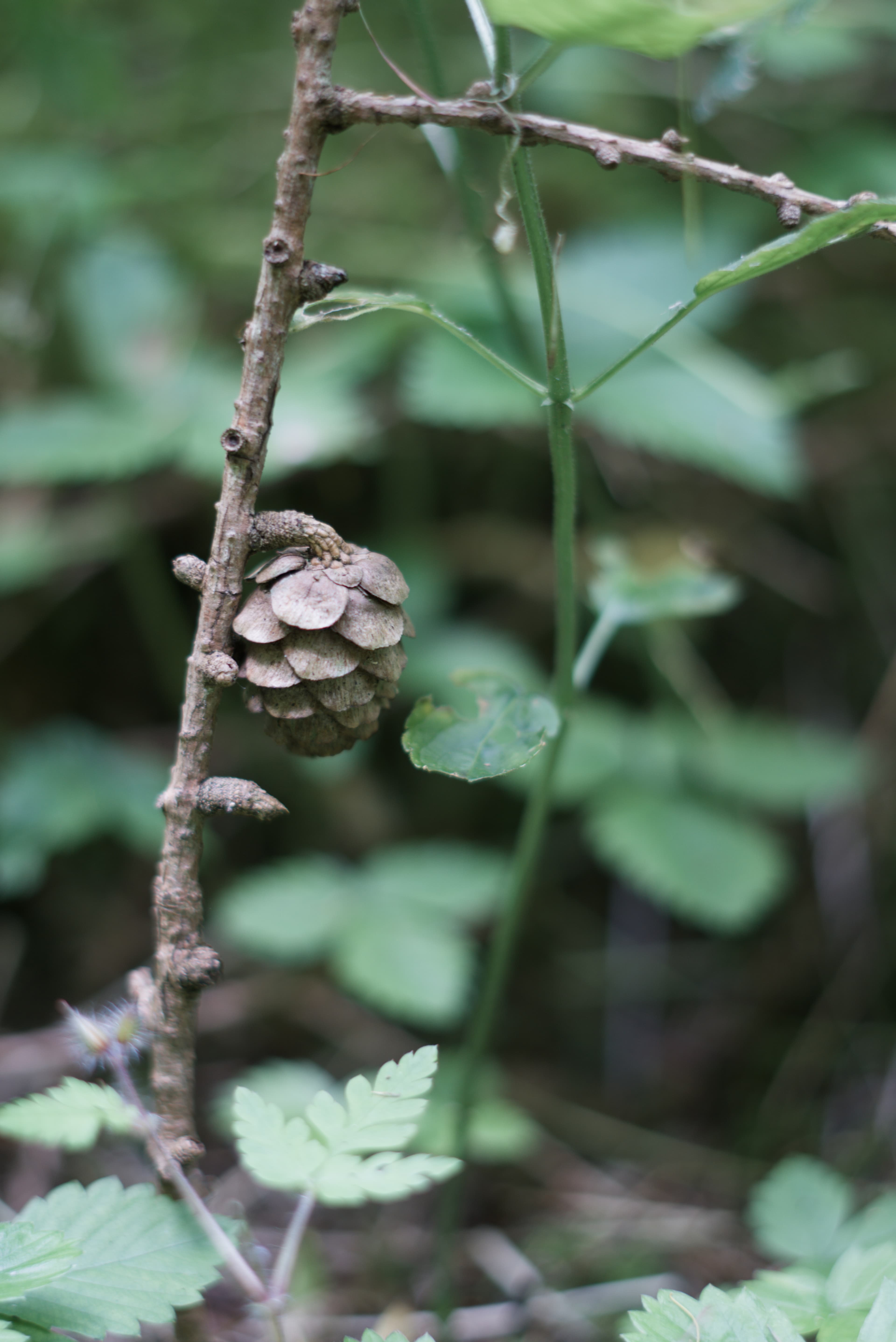 Baby Pine Code