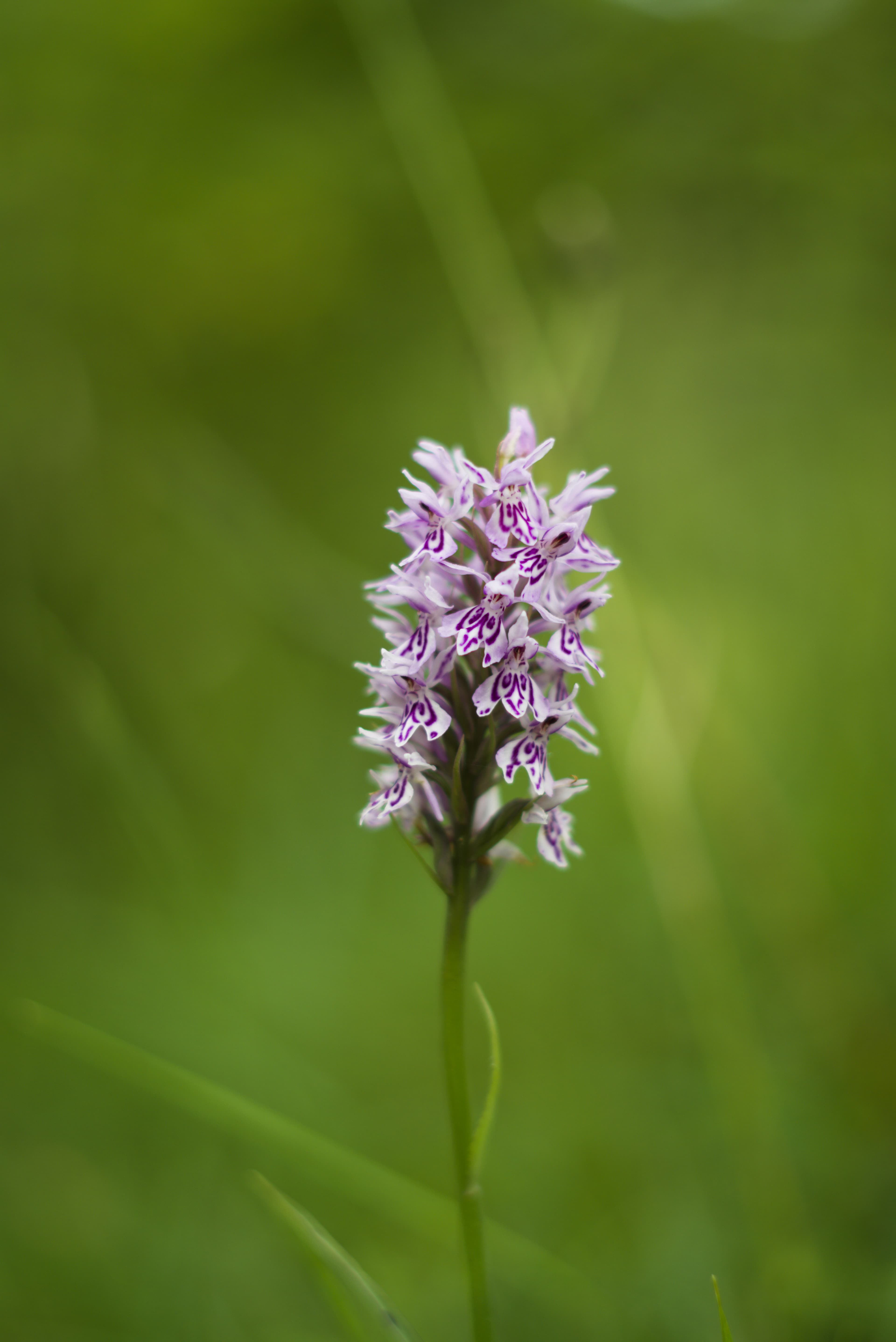 Common Spotted Prchid