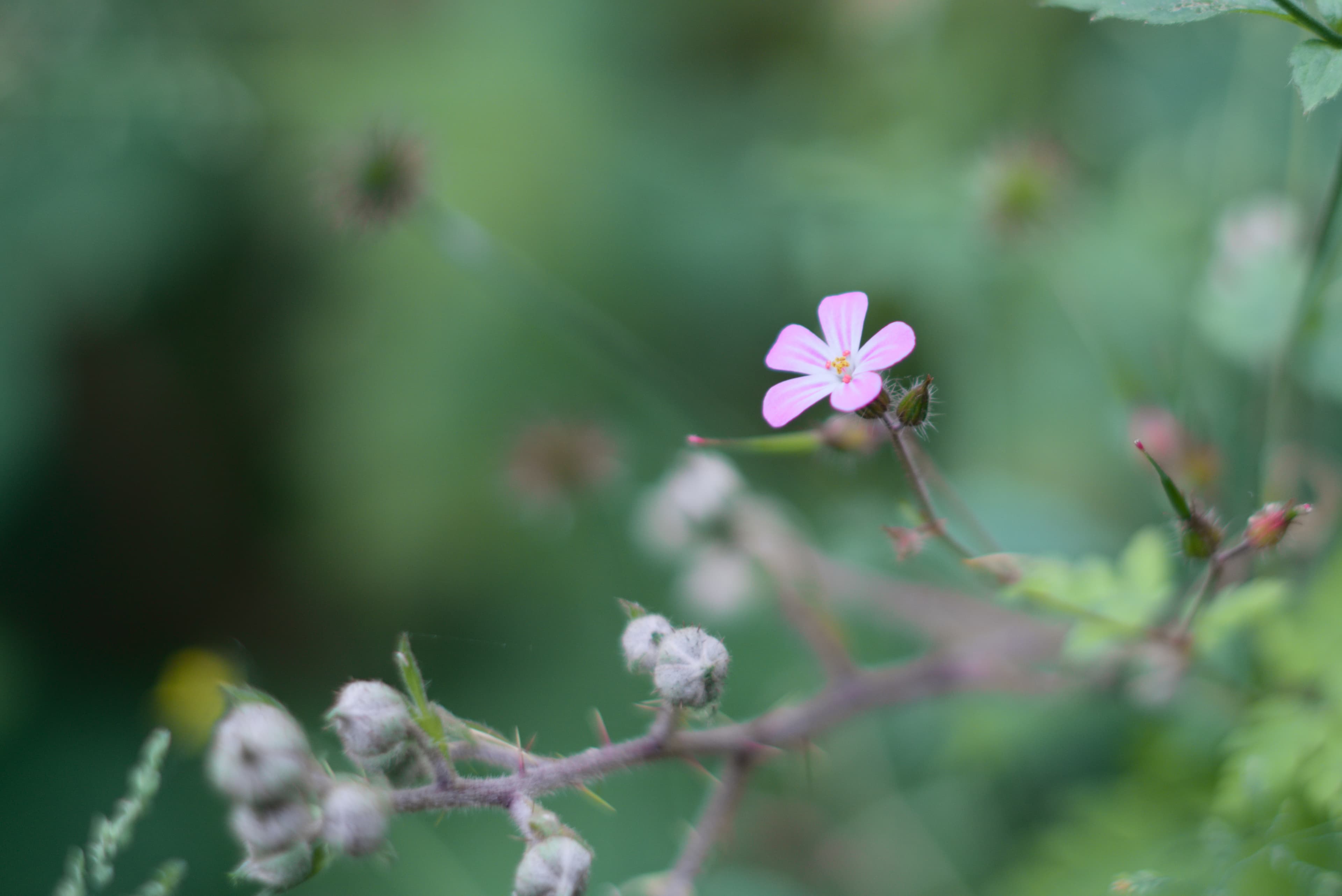 Pink Flower